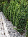 Juniperus communis Hibernica IMG_7987 Jałowiec pospolity